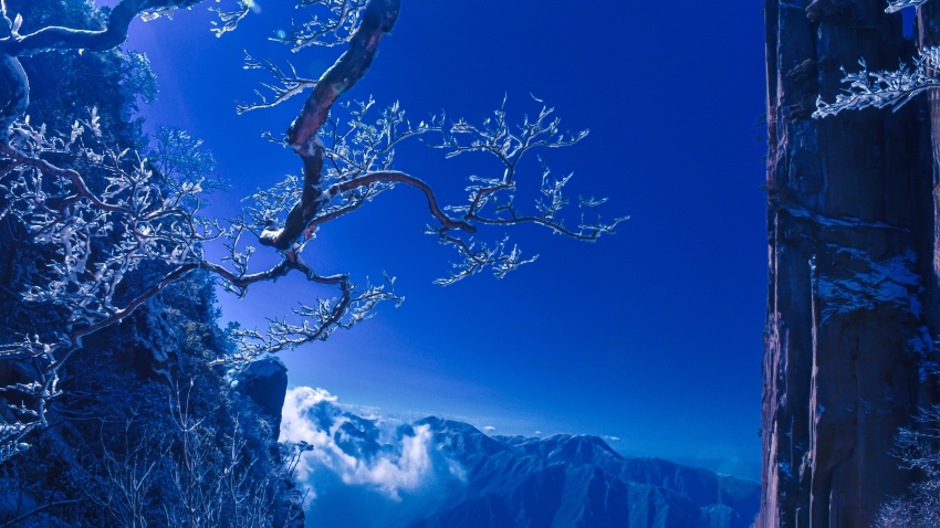 羊獅慕冰花